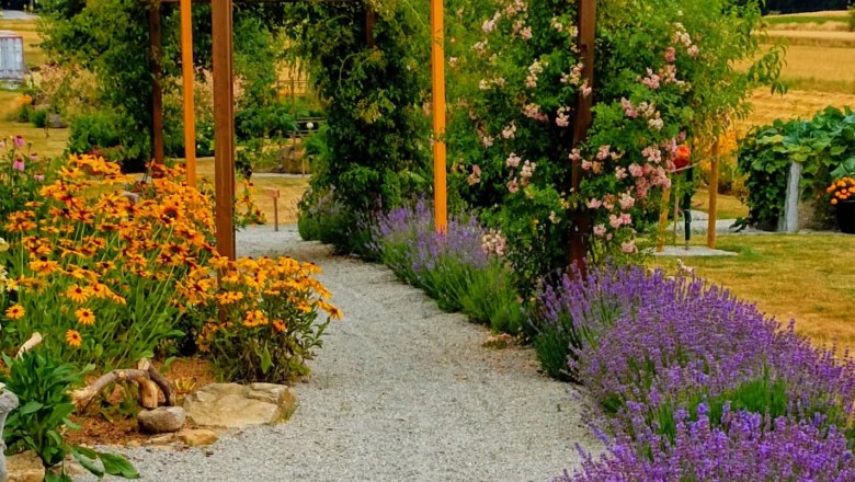 Garten der 100 Rosen,B.Scherzer, © Garten der 100 Rosen, B.Scherzer Ein Gartenweg mit Lavendel, Rosen und gelben Blumen, flankiert von einem Holzpergola.