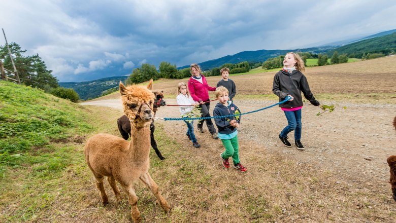 Sonnseitnhof, © Sonnseitnhof Kinder führen Alpakas auf einem Feldweg spazieren, umgeben von grüner Landschaft und bewölktem Himmel.