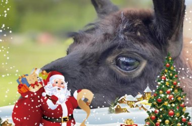 Frohe Weihnachten mit Alpaka und Lama, © Rudolf Bauer, MBA Frohe Weihnachten mit Alpaka und Lama, © Rudolf Bauer, MBA