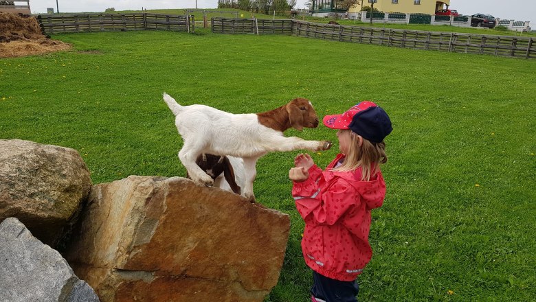 Goat pasture, © Michaela Czadek Goat pasture, © Michaela Czadek