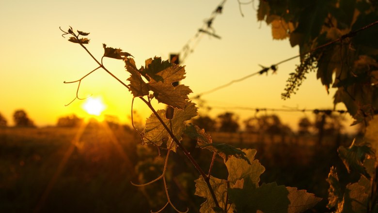 Weingut Kamauf, © Weingut Kamauf Weinreben im Sonnenuntergang auf einem Weingut.