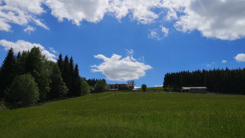 Blumenwiese, © Friedlhof Blumenwiese, © Friedlhof