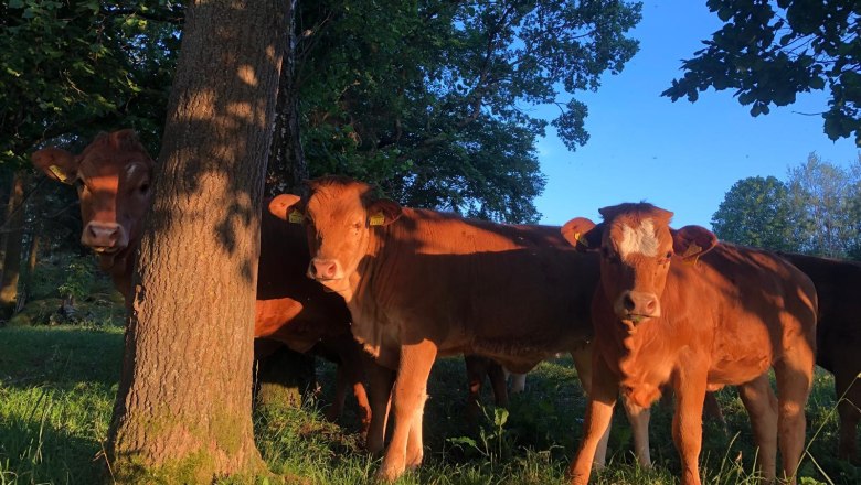 Cattle, © WANDLHOF Cattle, © WANDLHOF