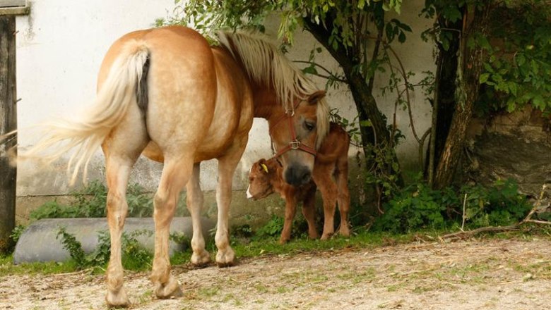 Biohof Besenbäck, © Judith und Fritz Besenbäck Biohof Besenbäck, © Judith und Fritz Besenbäck