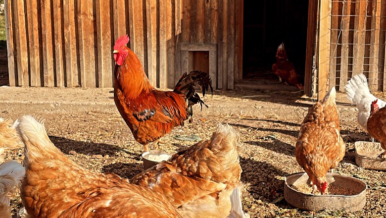Our organic chickens, © Familie Klein Our organic chickens, © Familie Klein
