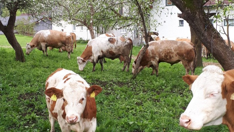 Kühe, © Rosina Steinbrunner Kühe, © Rosina Steinbrunner