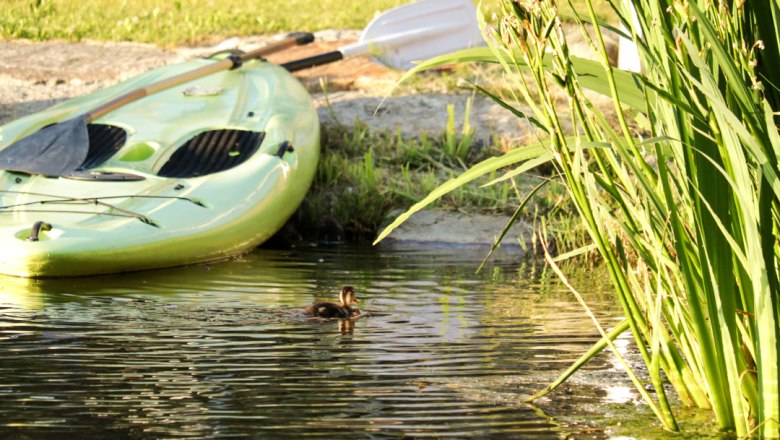Stand-Up Paddle, © Familie Moser Ein grünes Stand-Up Paddle-Board liegt am Ufer eines Teiches, daneben schwimmt eine kleine Ente im Wasser.