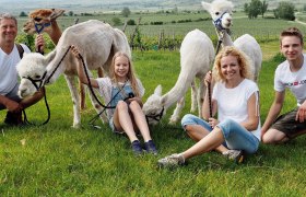 Kamptal Alpakas, © Kamptal Alpakas, Herr Popp Kamptal Alpakas, © Kamptal Alpakas, Herr Popp