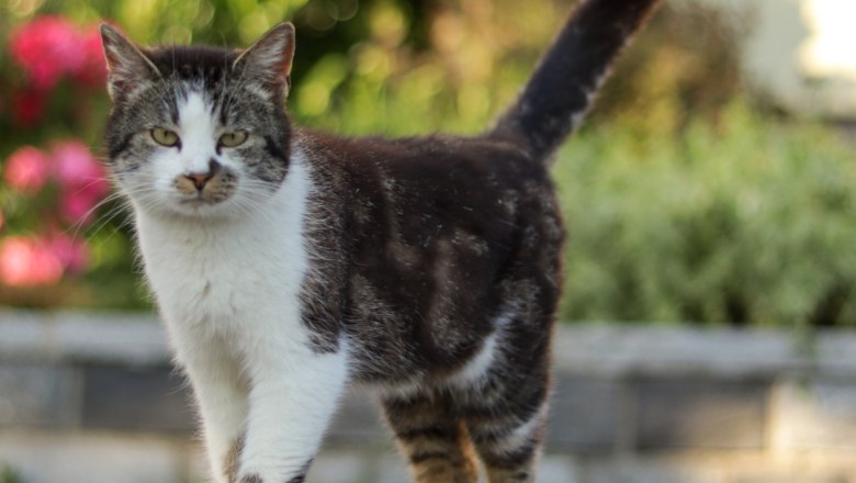 Katze "Simba", © Familie Moser Eine getigerte Katze mit weißen Pfoten und Brust steht auf einem Weg im Freien.