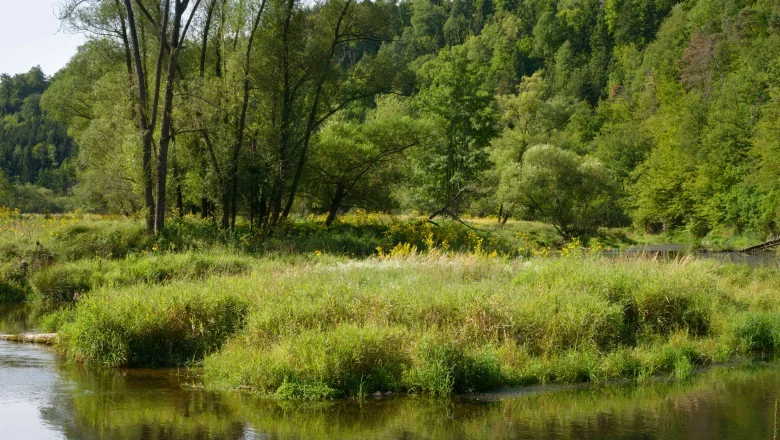 Stiftswald Altenburg, © Matthias Schickhofer Flusslandschaft mit Bäumen und Wiesen im Stiftswald Altenburg.