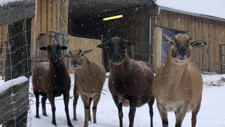 Gipsy, Taffy, Kleo, Burberry, © Friedlhof Gipsy, Taffy, Kleo, Burberry, © Friedlhof