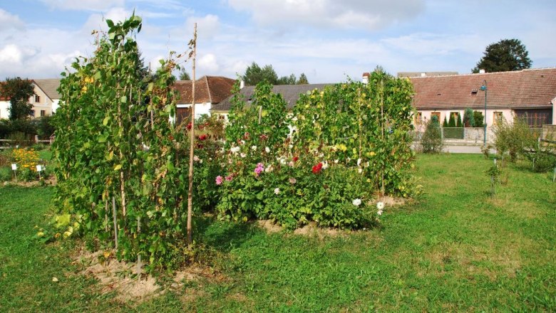 dahlia_beans_excerpt_c_herb_village_merkenbrechts, © Kräuterdorf Merkenbrechts Garden with dahlias and bean plants, buildings in the background.