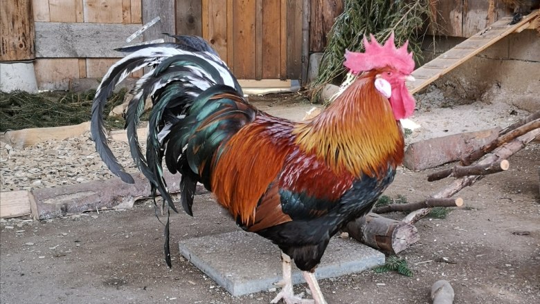 Mr. Friedl, © Friedlhof Mr. Friedl, © Friedlhof