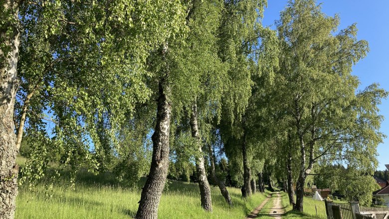 Birkenallee 150 m entfernt, © Dieter Juster Birkenallee 150 m entfernt, © Dieter Juster