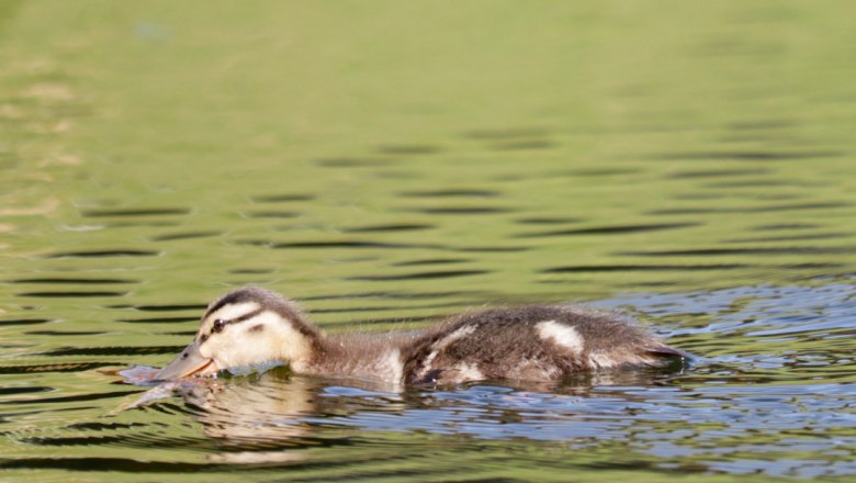 Baby Ente im Teich, © Familie Moser Eine junge Ente schwimmt auf einem Teich.