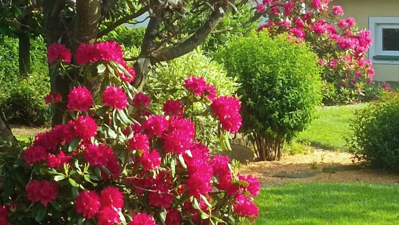 Garden of 100 roses_B.Scherzer, © Garten der 100 Rosen, B.Scherzer A garden with flowering pink rhododendron bushes and a green lawn.