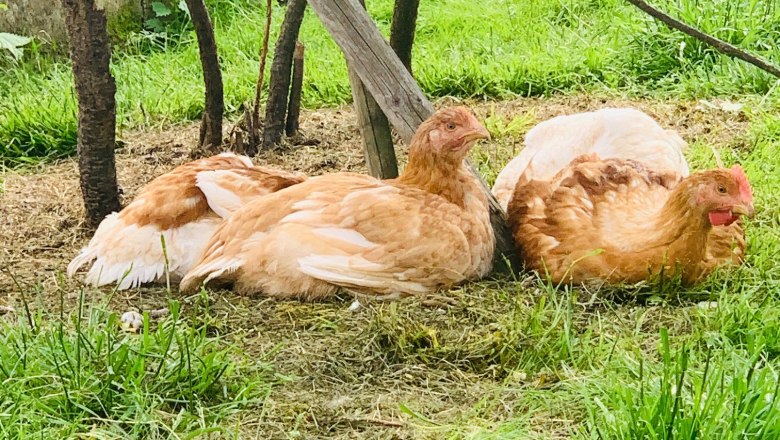 Tiere, © Familie Waltenberger Tiere, © Familie Waltenberger