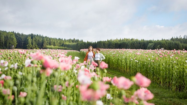 Mohnfeld, © © Waldviertel Tourismus, Gerhard Wasserbauer Zwei Personen gehen durch ein Feld mit blühenden rosa Mohnblumen, umgeben von einem Wald im Hintergrund.