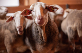 Bio Bauernhof Österreicher, © Bio Bauernhof Österreicher Bio Bauernhof Österreicher, © Bio Bauernhof Österreicher