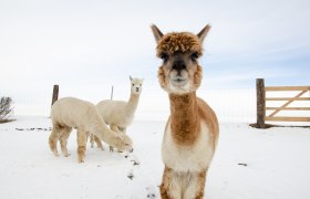 Alpakahof Hahn, © Manuel Hahn Drei Alpakas im Schnee auf einem Hof mit Holzzaun und Drahtzaun im Hintergrund.