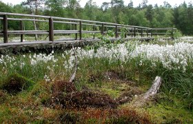 Heidenreichsteiner Moor, © POV Heidenreichsteiner Moor, © POV