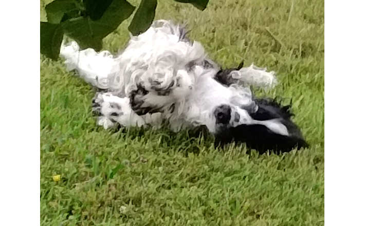 Furry noses, © G&G Furry noses, © G&G