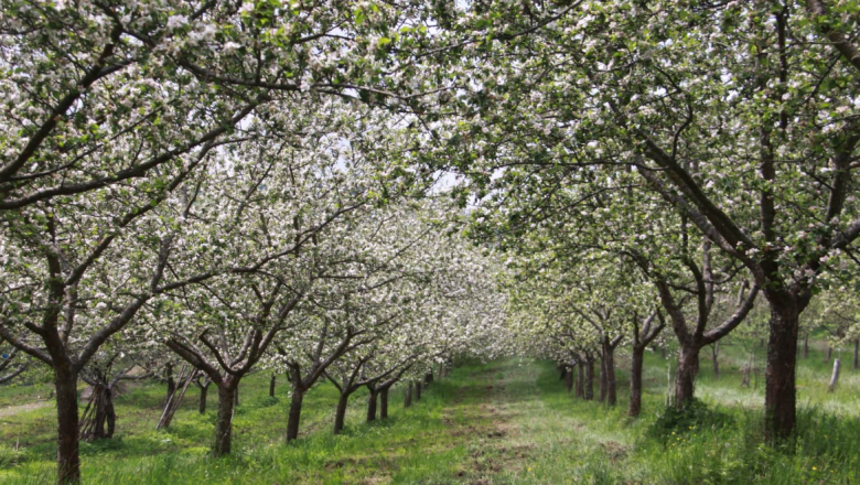 Ab Hof Verkauf Familie Ertl, © Familie Ertl Ab Hof Verkauf Familie Ertl, © Familie Ertl