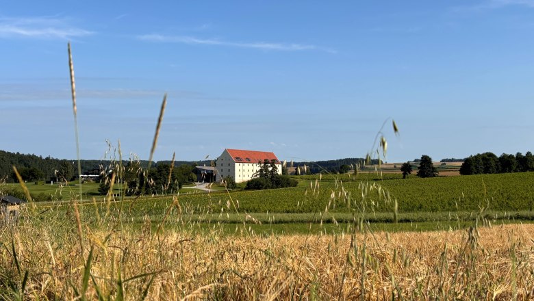 Obilí nyní, © korngut Obilí nyní, © korngut