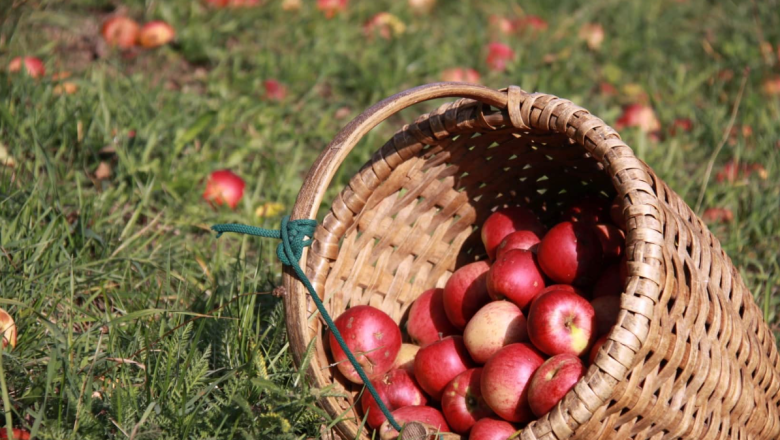 Ab Hof Verkauf Familie Ertl, © Familie Ertl Ab Hof Verkauf Familie Ertl, © Familie Ertl
