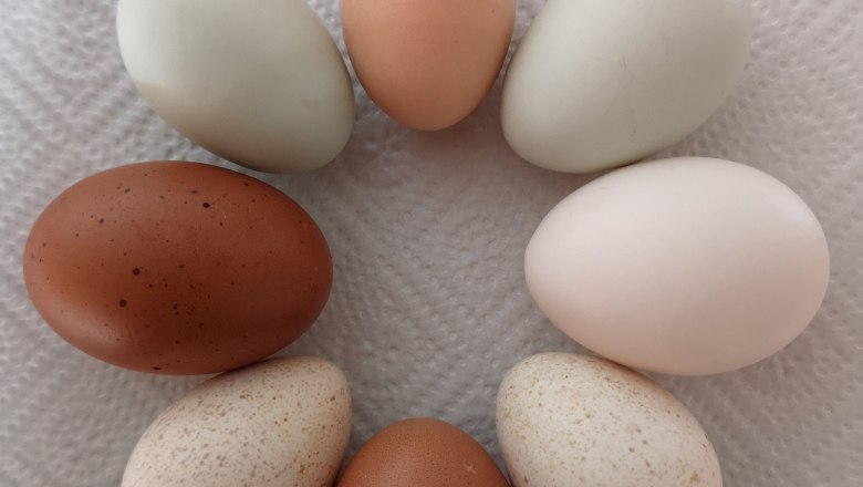 Egg variety, © Friedlhof Egg variety, © Friedlhof