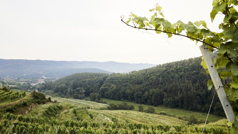 schonbergtourismus_2020-07-24_imgl1880_rupertpessl_web, © Rupert Pessl schonbergtourismus_2020-07-24_imgl1880_rupertpessl_web, © Rupert Pessl