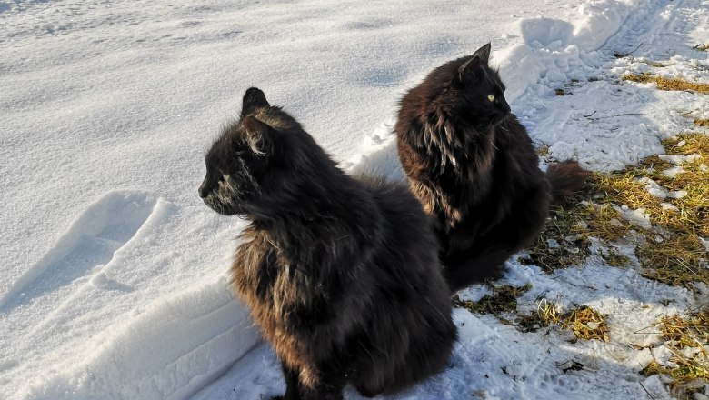 Wuschel and Pezi, © Friedlhof Wuschel and Pezi, © Friedlhof