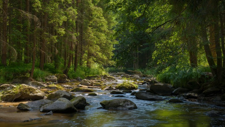 Zwettltal, © Matthias Schickhofer Ein ruhiger Fluss fließt durch einen dichten, grünen Wald mit Sonnenlicht, das durch die Bäume scheint.
