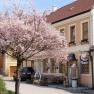 Gasthof zur Kirche, © Gasthof zur Kirche A blossoming tree in front of an inn with a Zwettler sign.