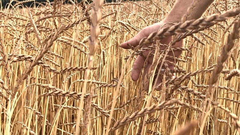 Getreidefeld, © Nordwaldfarm Getreidefeld, © Nordwaldfarm