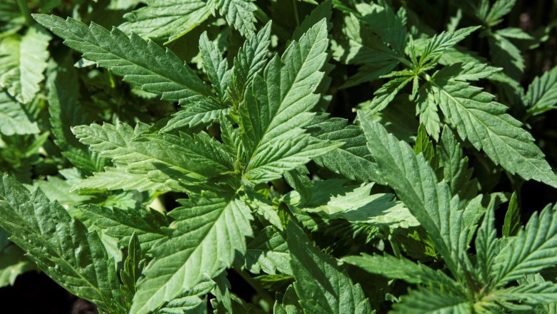 Hanfblüten, © Gemeinde Reingers Hanfblüten, © Gemeinde Reingers