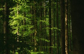 Lebensweg, Wandern, Weitwandern, © Waldviertel Tourismus, Melanie Többe Ein sanfter Lichtstrahl durchbricht das dichte Blätterdach und taucht den Wald in ein magisches Grün. Die hohen Bäume stehen stolz und laden Wanderer ein, die Ruhe und Schönheit der Natur zu genießen. Hier, wo die Luft frisch und klar ist, entfaltet sich die Seele des Waldes.