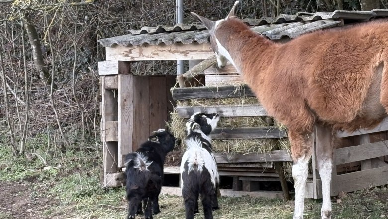 Tiere am Hof, © Sabine Kerschbaumer Ein Lama und zwei Ziegen stehen vor einem Holzunterstand mit Heu.