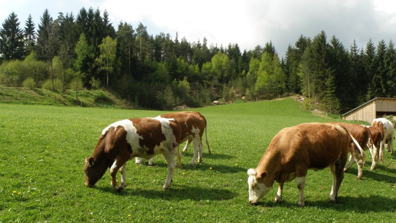 young_cattle_pasture1, © Franz Prinz young_cattle_pasture1, © Franz Prinz