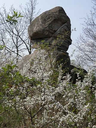 Fehhaube im Frühling 2013, © Gerhard Fritz Ein großer Felsen in Form eines Kopfes, umgeben von blühenden Büschen im Frühling.
