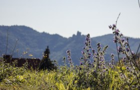WNK, Jauerling, Naturpark, Wachau, © Chris Laistler/Branding_Brothers Inmitten der sanften Hügel blühen violette Wiesenblumen und verleihen der Landschaft einen Hauch von Magie. Die klare Luft und die majestätischen Berge im Hintergrund laden zu unvergesslichen Wanderungen ein. Hier, wo die Natur in voller Pracht erstrahlt, findet jeder Besucher sein persönliches Paradies.