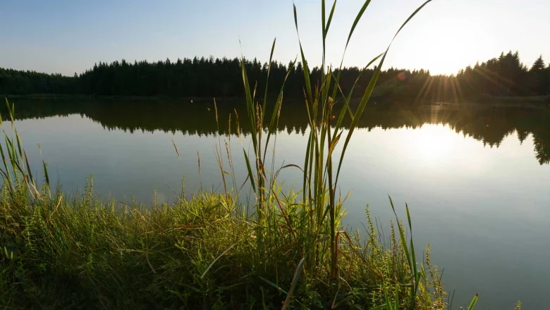 Sky pond near Ottenschlag, © Matthias Schickhofer Sunset over a quiet pond with reeds in the foreground and forest in the background.