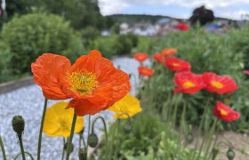 Mohngarten, Zierhmohn, © "Natur im Garten" Nahaufnahme von roten und gelben Ziermohnblumen in einem Garten.