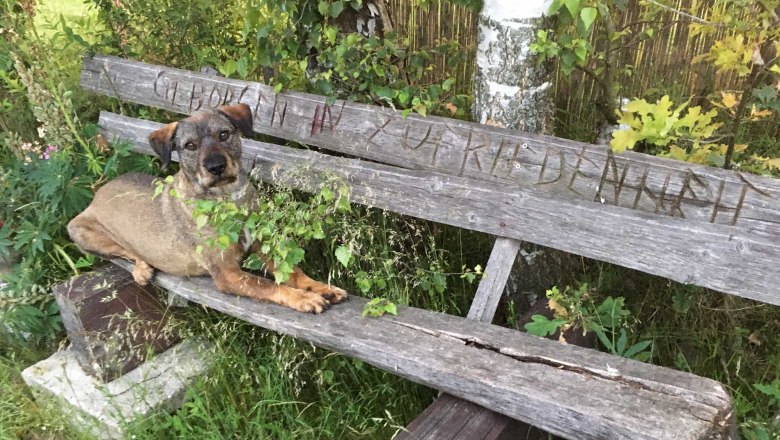 Gutmütiger Hofhund Logo am Banker, © Peter Brezina Gutmütiger Hofhund Logo am Banker, © Peter Brezina