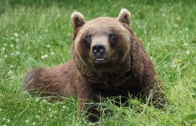 Bär, © VIER PFOTEN Gerlinde Mairhofer Ein Braunbär liegt im Gras und schaut aufmerksam nach vorne.