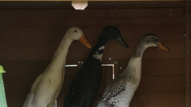 Runner ducks, © Friedlhof Runner ducks, © Friedlhof