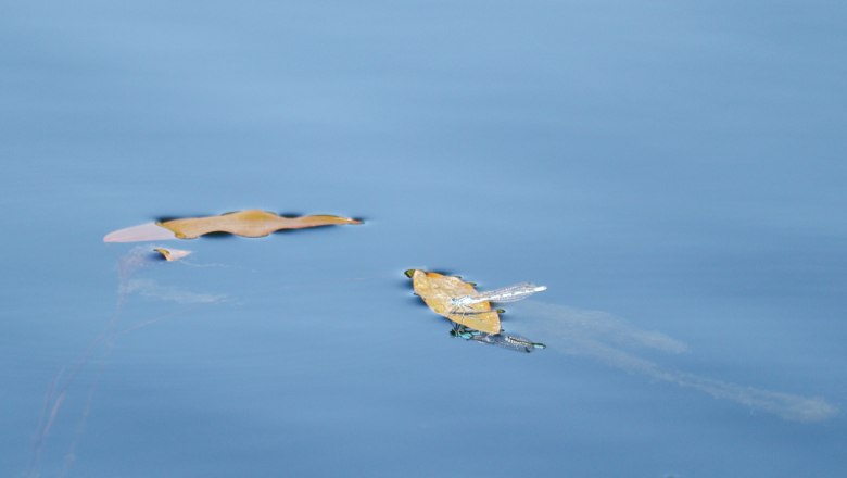 Libelle, © Familie Moser Eine Libelle sitzt auf einem schwimmenden Blatt im Wasser.