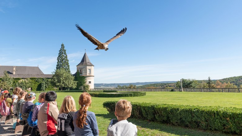 Falknerei Schloss Rosenburg, © Waldviertel Tourismus, Studio Kerschbaum Falknerei Schloss Rosenburg, © Waldviertel Tourismus, Studio Kerschbaum