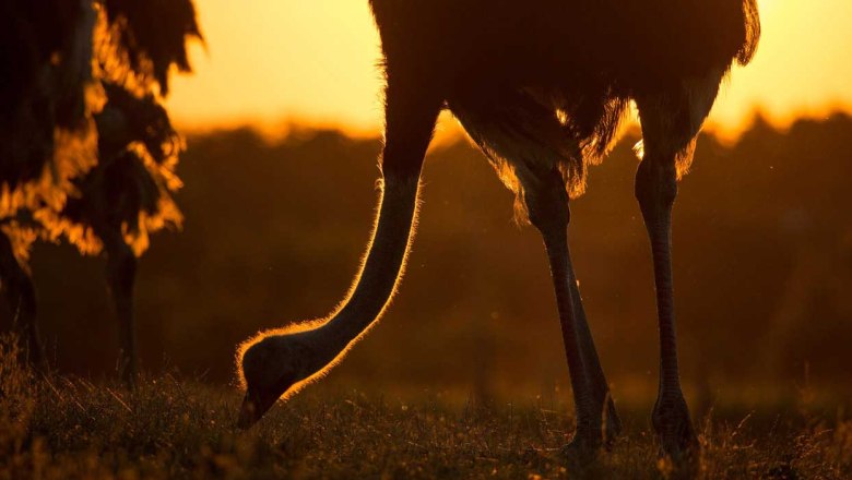 Straußenland Gärtner, © Straußenland Gärtner Straußenland Gärtner, © Straußenland Gärtner