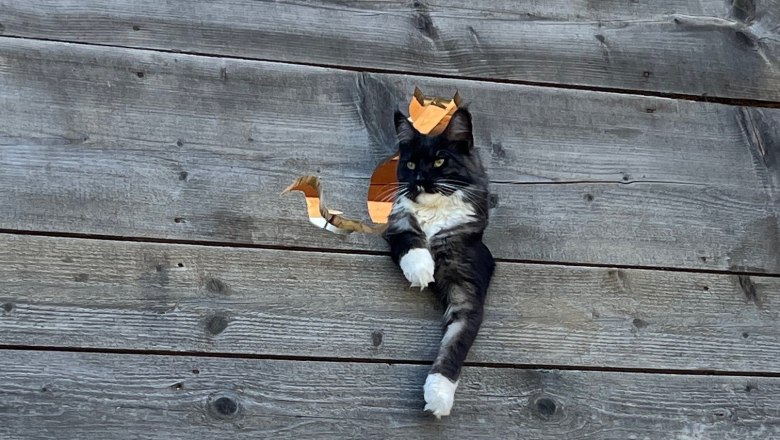 Tiere am Hof, © Melissa Frühwirth Tiere am Hof, © Melissa Frühwirth